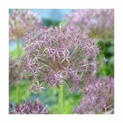 Allium christophii | Pack of 3 Bulbs