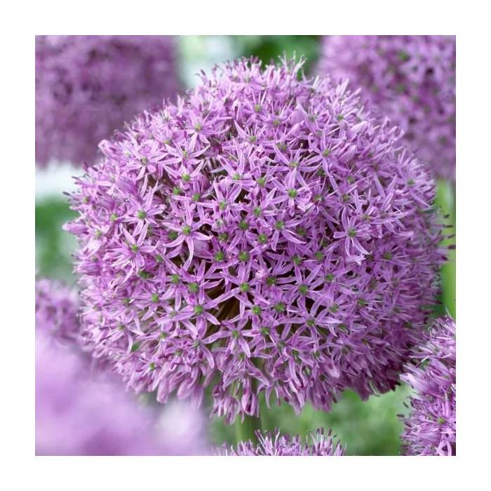 Allium 'Gladiator' | Pack of 5 Bulbs