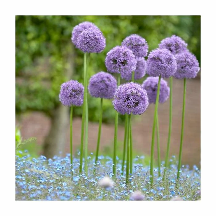 Allium 'Gladiator' | Pack of 5 Bulbs - Image 2