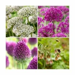 Happy Butterfly Collection | Pack of 40 Bulbs