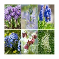Blue Friends Collection | Pack of 50 Bulbs