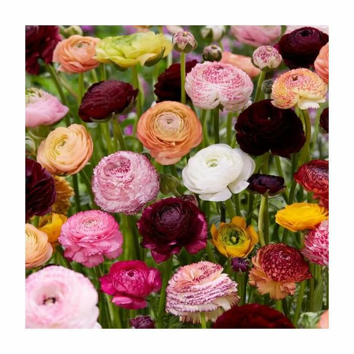 10 Ranunclus Mix Bulbs | Top Size