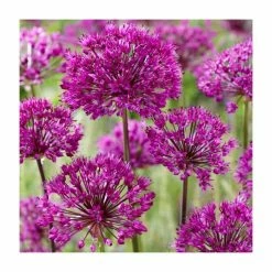 Allium 'Purple Sensation' | Pack of 5 Bulbs
