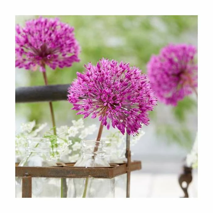 Allium 'Purple Sensation' | Pack of 5 Bulbs - Image 2