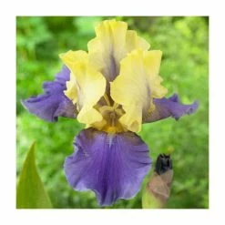 Iris 'Edith Wolford' Bulb | Top Size