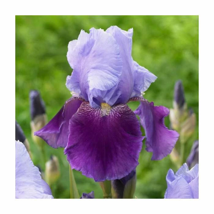 Iris germanica 'Emma Louise' Bulb | Top Size | Beared Iris
