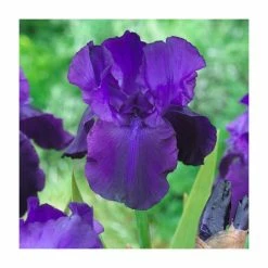 Iris germanica 'Night Owl' Bulb | Top Size | Bearded Iris