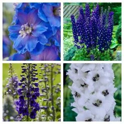 Delphinium Collection | 4 x 10.5cm Pots