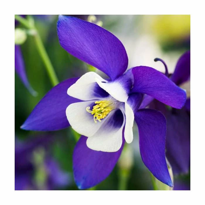 Early Spring Perennials Collection | 4 x 10.5cm Pots - Image 3