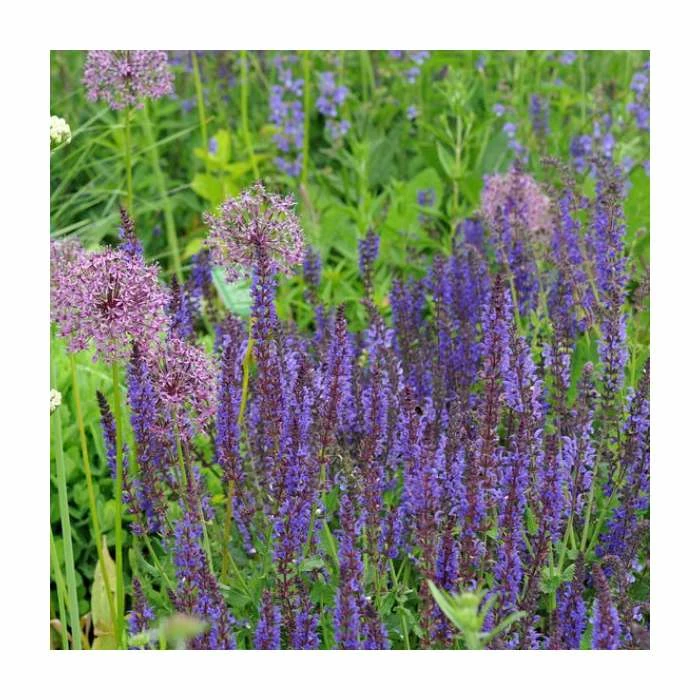 Summer Flowering Perennial Collection | 4 x 10.5cm Pots - Image 3