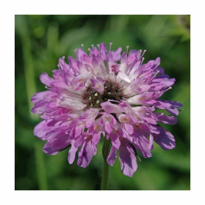 Summer Flowering Perennial Collection | 4 x 10.5cm Pots - Image 4