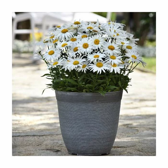 Summer Flowering Perennial Collection | 4 x 10.5cm Pots - Image 5