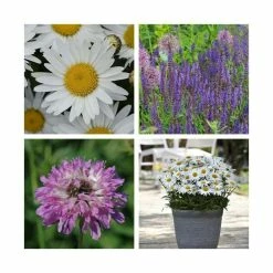 Summer Flowering Perennial Collection | 4 x 10.5cm Pots