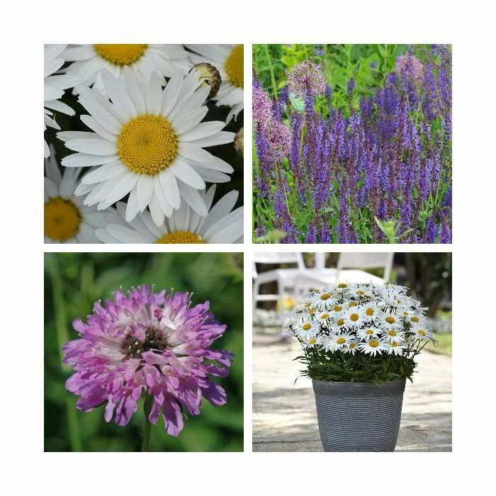 Summer Flowering Perennial Collection | 4 x 10.5cm Pots