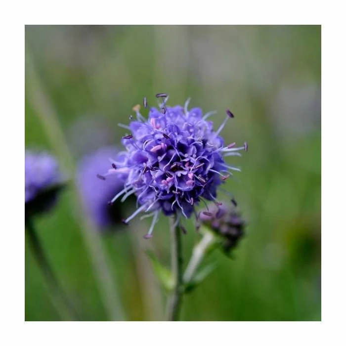 Pink and Purple Perennials Collection | 4 x 10.5cm Pots - Image 2