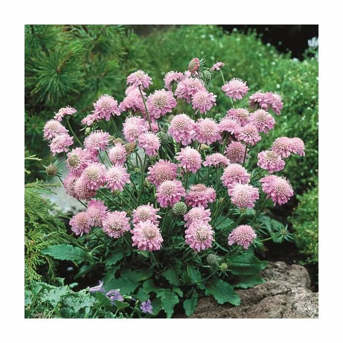 Pink and Purple Perennials Collection | 4 x 10.5cm Pots - Image 3