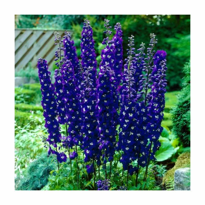 Pink and Purple Perennials Collection | 4 x 10.5cm Pots - Image 4