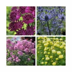 Unique Perennial Collection | 4 x 1L Pots