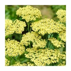 Achillea Anthea | 2L Pot