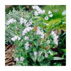 Pulmonaria 'Opal' | 2L Pot