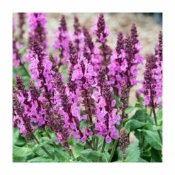 Salvia nemorosa 'Rose Marvel' | Wild Sage