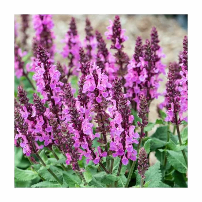 Salvia nemorosa 'Rose Marvel' | Wild Sage