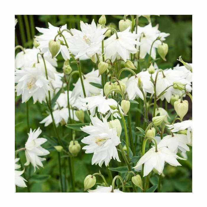 Aquilegia 'Green Apples' | Granny's Bonnet