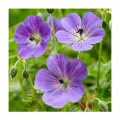 Geranium 'Rozanne' | 3L Pot