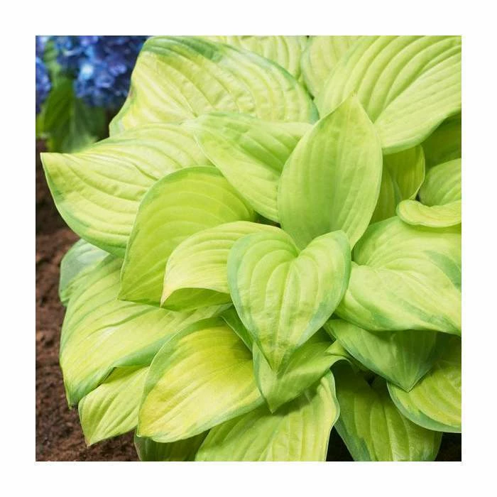 Hosta 'Stained Glass' Bulb | Top Size | Plantain Lily