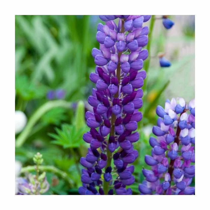 Lupin 'Masterpiece' | 5L Pot | West Country - Image 3
