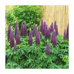 Lupin 'Masterpiece' | 5L Pot | West Country