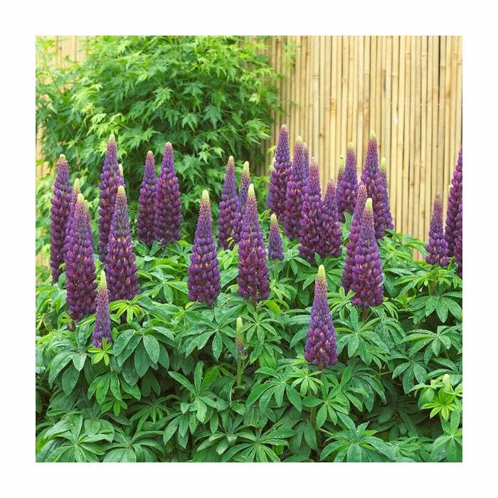 Lupin 'Masterpiece' | 5L Pot | West Country