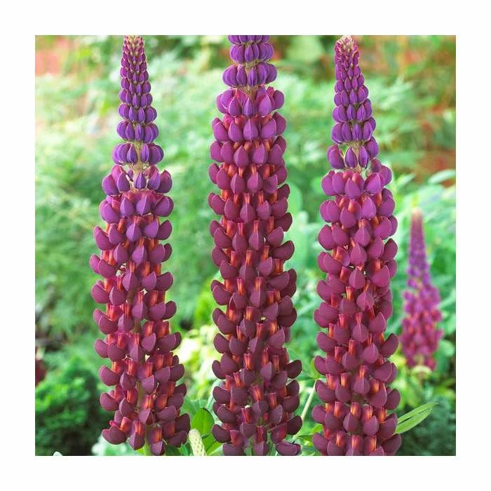 Lupin 'Masterpiece' | 5L Pot | West Country - Image 2