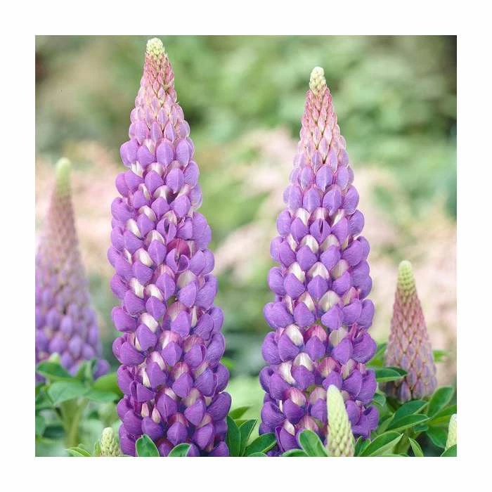 Lupin 'Persian Slipper' | 5L Pot | West Country