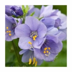 Polemonium 'Bressingham Purple' | Jacob's Ladder