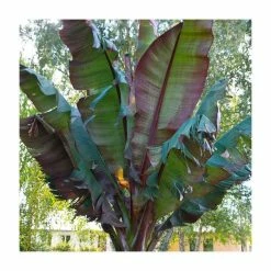 Ensete ventricosum 'Maurelii' | 3L Pot