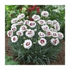 Dianthus Scented 'Coconut Sundae' | 2L Pot