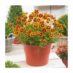 Coreopsis 'Little Bang Daybreak' | 3L Pot