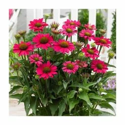 Echinacea 'Sunseekers Purple' | 3L Pot