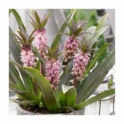 Eucomis 'Aloha Nani' | 3L Pot