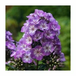 Phlox 'Sweet Summer Ditomsur Violet White' | 3L Pot