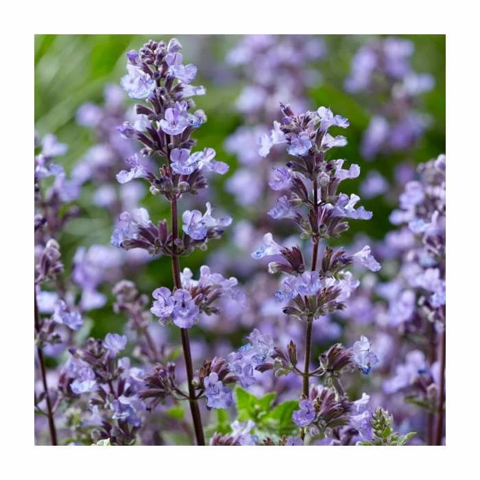 Nepeta 'Purrsian Blue' | 13cm Pot