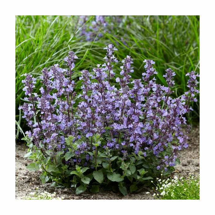 Nepeta 'Purrsian Blue' | 13cm Pot - Image 2