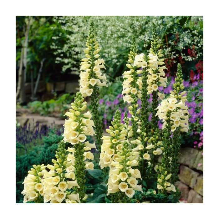 Long & Tall Perennials Collection | 3x 9cm Pots - Image 3