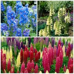 Cottage Garden Perennial Collection | 3x 9cm Pots