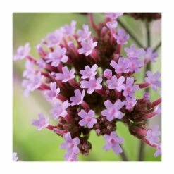 Verbena bonariensis | Purpletop Vervain