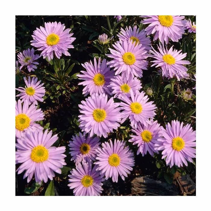 Aster Alpinus 'Happy End' | 10.5cm Pot