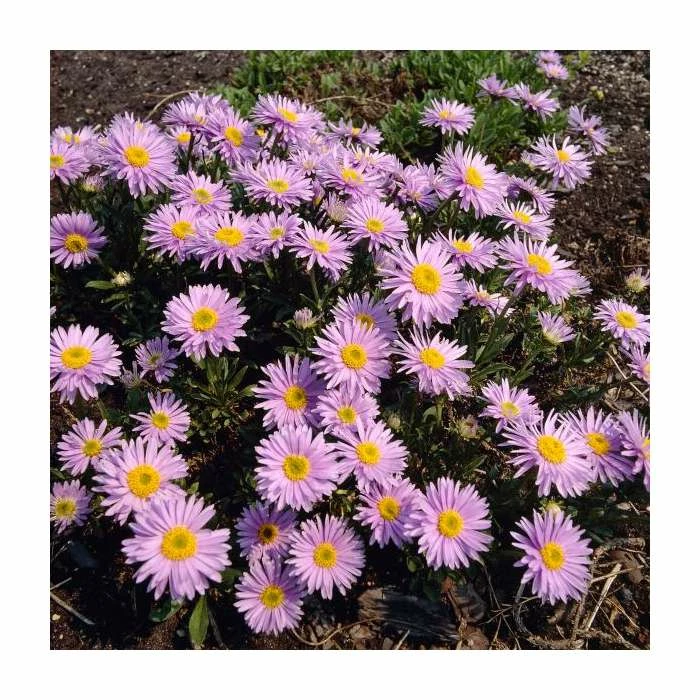 Aster Alpinus 'Happy End' | 10.5cm Pot - Image 2