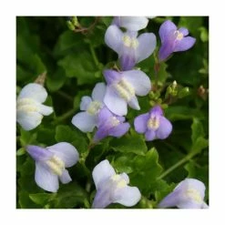 Blue Mazus | Mazus reptans