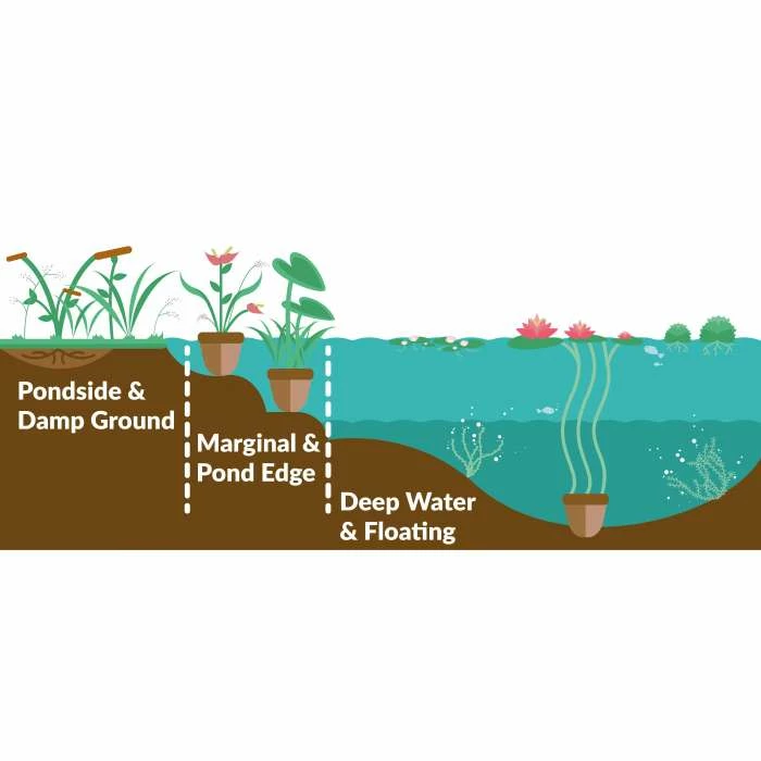 Water Mint | Mentha aquatica - Image 3